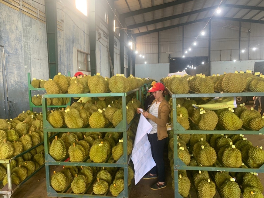 Chỉ khi mối liên kết giữa HTX và doanh nghiệp chặt chẽ hơn thì nông sản Việt Nam mới tiến xa bền vững hơn.