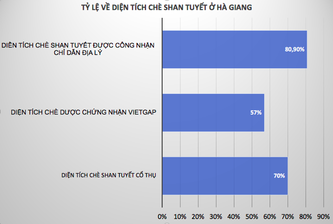 Diện tích chè Shan Tuyết ở Hà Giang chiếm khoảng 70%.
