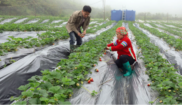 Bắc Hà phấn đấu đến năm 2025 sẽ thoát ra khỏi danh sách huyện nghèo của cả nước (Ảnh minh họa: Int)