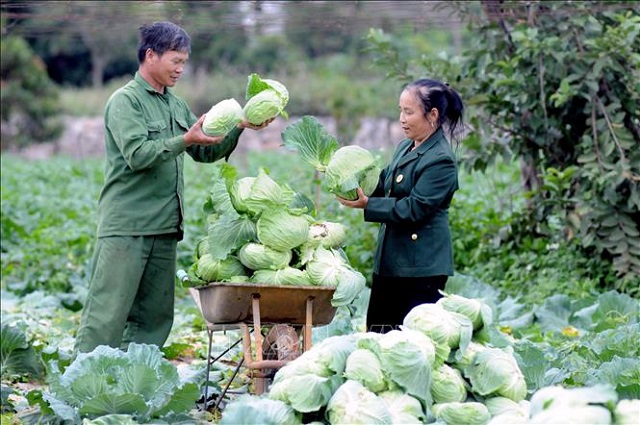 Các HTX sẽ tiếp tục mở rộng quy mô sản xuất theo hướng VietGAP, thực hiện mục tiêu xóa đói, giảm nghèo tại địa phương.
