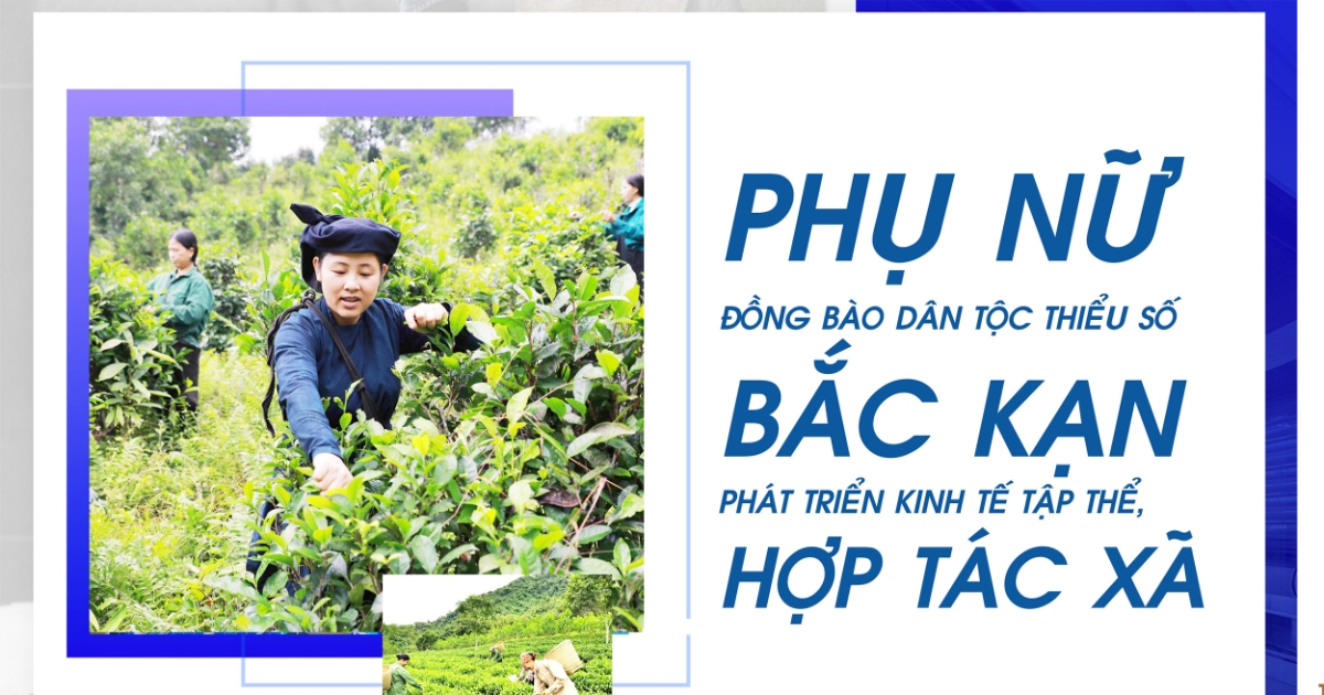 Phụ nữ đồng bào dân tộc thiểu số Bắc Kạn phát triển kinh tế tập thể ...