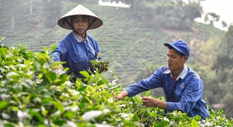 Liên kết phát triển kinh tế là cách làm đặc thù trong chính sách giảm nghèo ở Thanh Hóa.