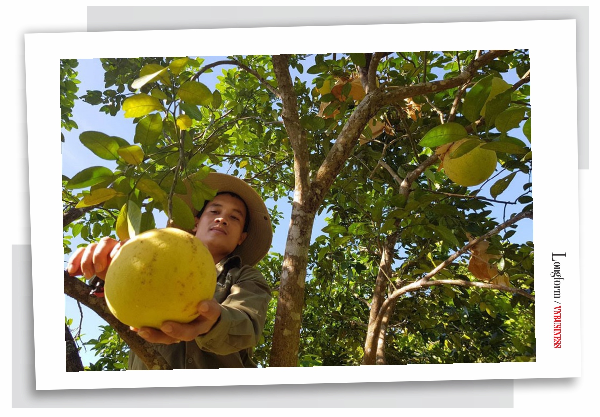Một trong những nhiệm vụ trọng tâm nhất của huyện Hương Khê thời gian qua là phát huy tiềm năng, lợi thế về đất rừng, bãi bồi ven sông để mở rộng diện tích bưởi Phúc Trạch, giúp xoá đói giảm nghèo cho đồng bào DTTS