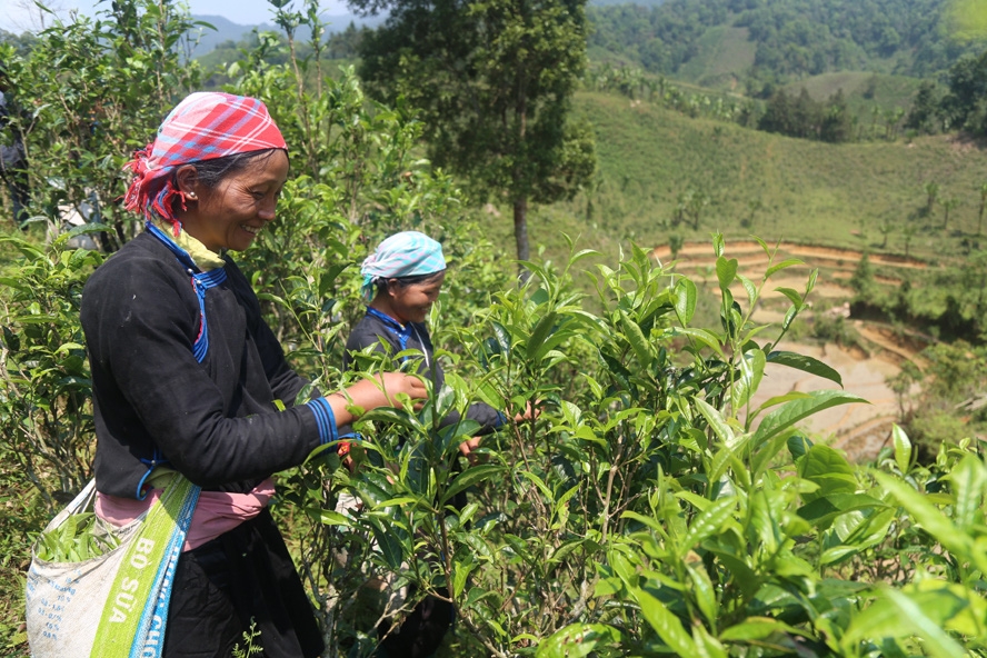 Nhiều HTX cùng sản xuất sản phẩm trà shan tuyết nên khi đặt tên thương hiệu cũng gặp nhiều khó khăn.