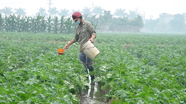 Thái Bình đã đẩy mạnh các mô hình cây vụ đông giá trị cao, đem lại hiệu quả kinh tế, nâng cao thu nhập cho người dân.