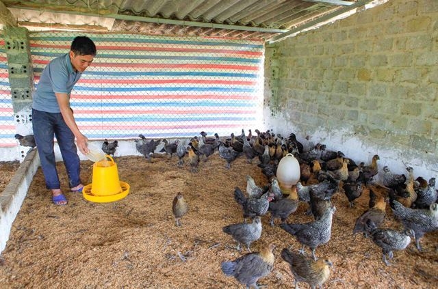 Đào tạo cách nuôi gà Mông đen đặc sản ở tỉnh Điện Biên.