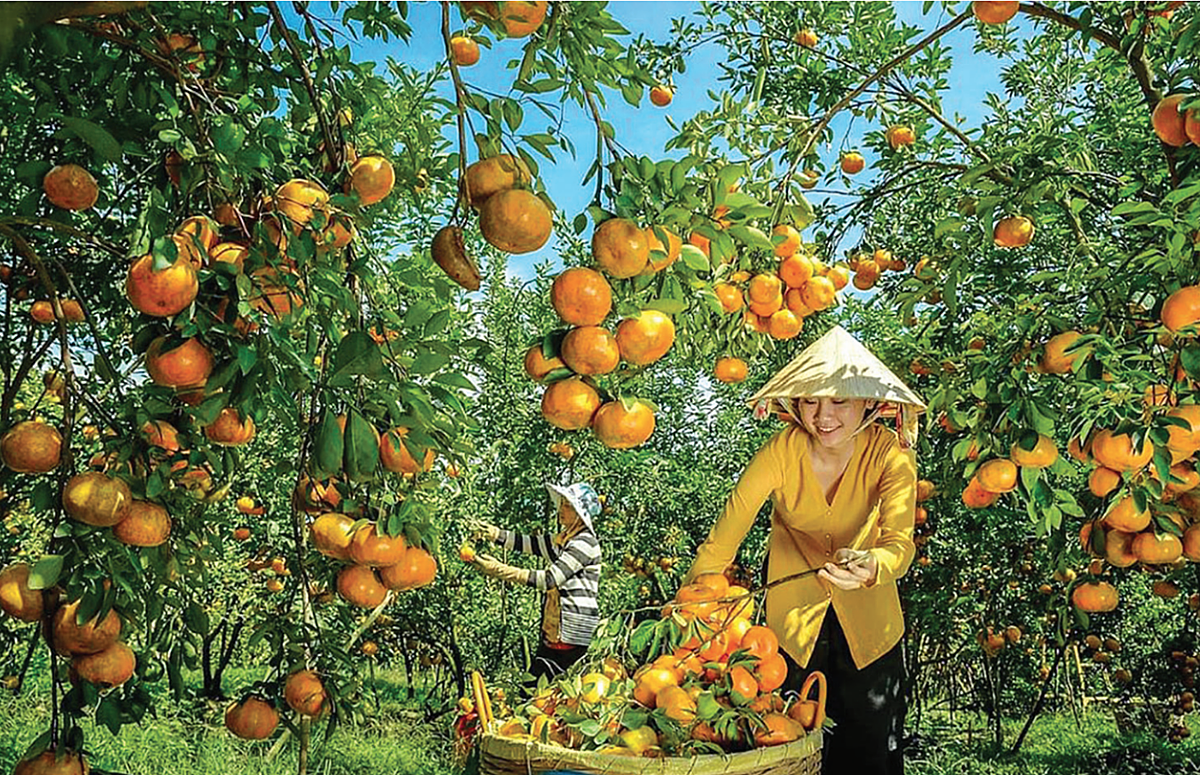 Mô hình HTX không thay thế kinh tế hộ, nhưng nhờ HTX, kinh tế hộ hiệu quả hơn.