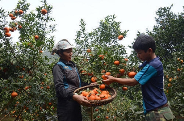 Các HTX phát triển theo hướng nông sản sạch theo tiêu chuẩn VietGAP, giúp thành viên vươn lên làm giàu, ổn định cuộc sống