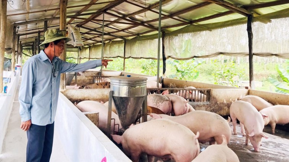 Dự báo giá lợn có thể tăng vào những ngày cận tết nhưng mức tăng không cao.