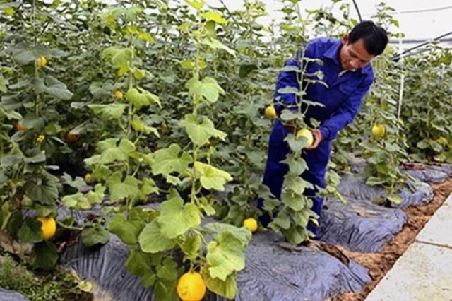 Sau hơn 10 năm xây dựng NTM, bộ mặt nông thôn trên địa bàn tỉnh có sự chuyển biến tích cực, đổi mới rõ nét.