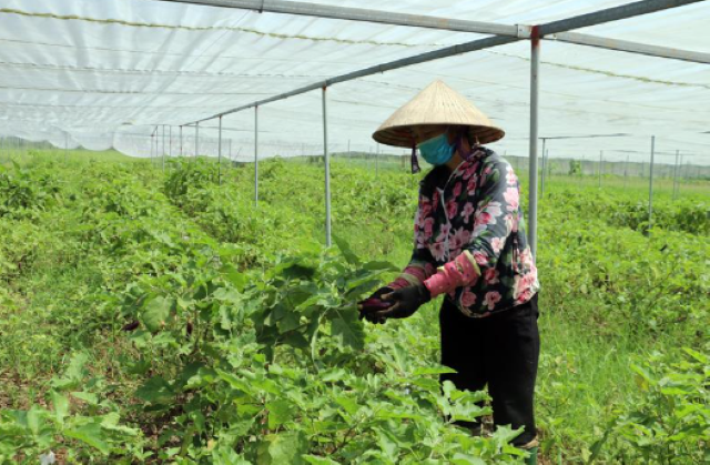 Tiên Lữ tập trung phát triển sản xuất nông nghiệp hàng hoá ứng dụng tiến bộ khoa học công nghệ, công nghệ cao (Ảnh: TL)