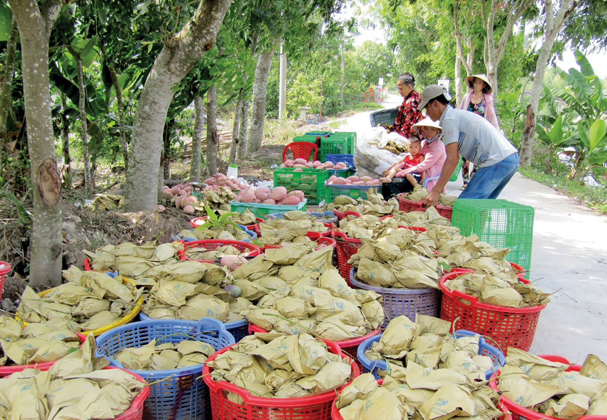 Tích cực hỗ trợ, khuyến khích nông dân tăng cường liên kết thành lập các HTX nông nghiệp để thuận lợi trong kết nối với doanh nghiệp. (Ảnh: Int)