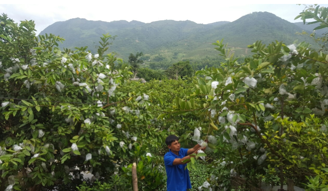 Mô hình kinh tế hợp tác có vai trò dẫn dắt người dân thay đổi tư duy sản xuất theo hướng hàng hóa, gia tăng giá trị gia tăng (Ảnh: TL)