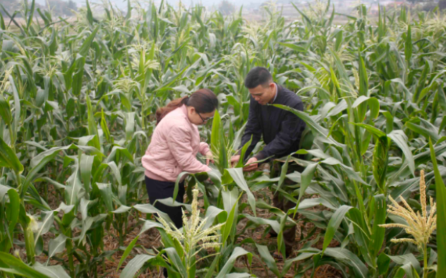 Vận động bà con thay đổi phương thức canh tác, mạnh dạn đổi mới hình thức theo hướng liên kết sản xuất (Ảnh: Int)