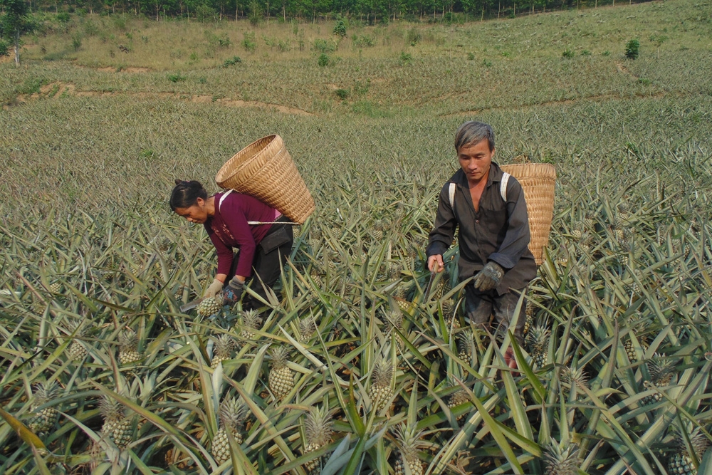 Đa dạng sinh kế giúp người dân Điện Biên nâng cao thu nhập, giảm nghèo bền vững.