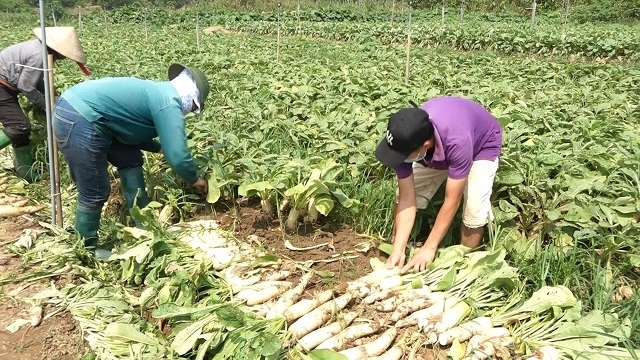 HTX sẽ là cơ sở để các địa phương liên kết, nhân rộng diện tích củ cải trắng, góp phần nâng cao thu nhập cho người dân.