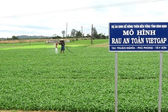 Đối với rau dưa, Bình Định sẽ phát triển khoảng 18.000 ha; trong đó, duy trì các vùng sản xuất rau an toàn hợp chuẩn VietGAP với quy mô 100 ha. (Ảnh: Int)