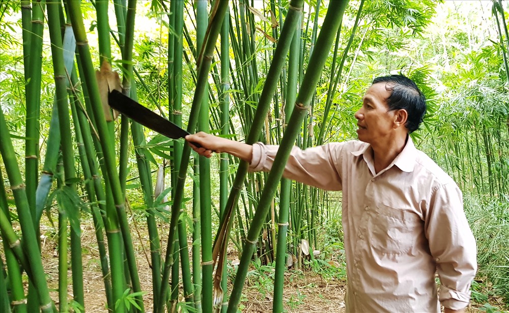 Vầu được mệnh danh là vàng xanh khi giúp người dân nâng cao thu nhập, giảm nghèo hiệu quả trên đất lâm nghiệp.