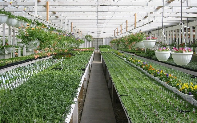 Phát triển các mô hình HTX nông nghiệp công nghệ cao là xu hướng tất yếu của nông nghiệp đô thị ven đô trong tương lai.