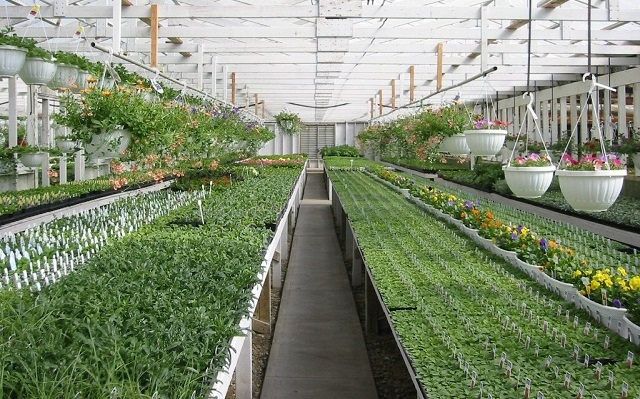 Phát triển các mô hình HTX nông nghiệp công nghệ cao là xu hướng tất yếu của nông nghiệp đô thị ven đô trong tương lai.