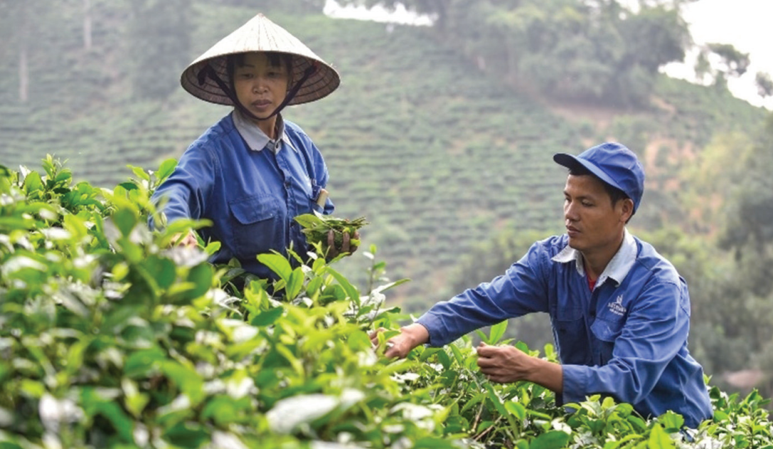 Dự thảo Luật HTX sửa đổi không nên phân chia thành viên chính thức hay không chính thức, có góp vốn hay không góp vốn.