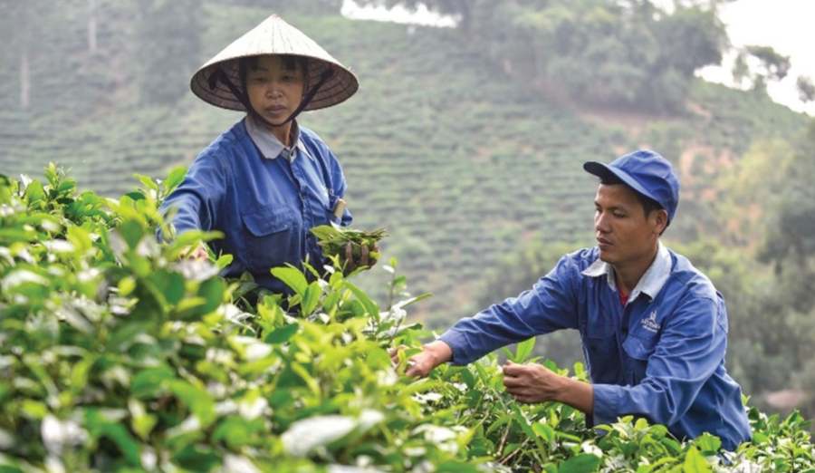 Dự thảo Luật HTX sửa đổi không nên phân chia thành viên chính thức hay không chính thức, có góp vốn hay không góp vốn.