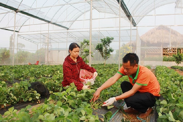 Các mô hình HTX của tỉnh Sơn La đã góp phần không nhỏ trong việc chuyển dịch lao động và tăng thu nhập cho người dân.