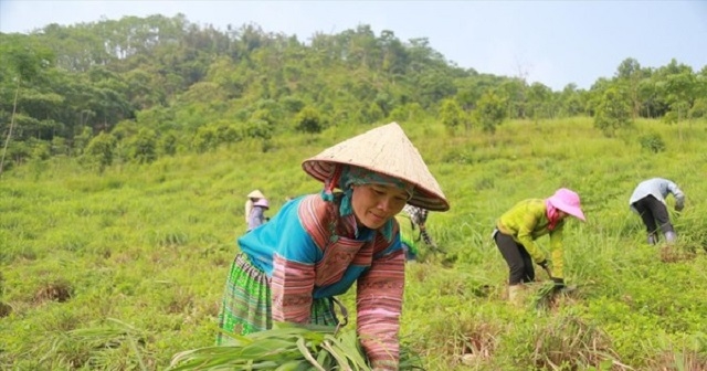 Nhiều địa phương đã đã xây dựng được các HTX điển hình nhằm hỗ trợ đồng bào DTTS thoát nghèo.