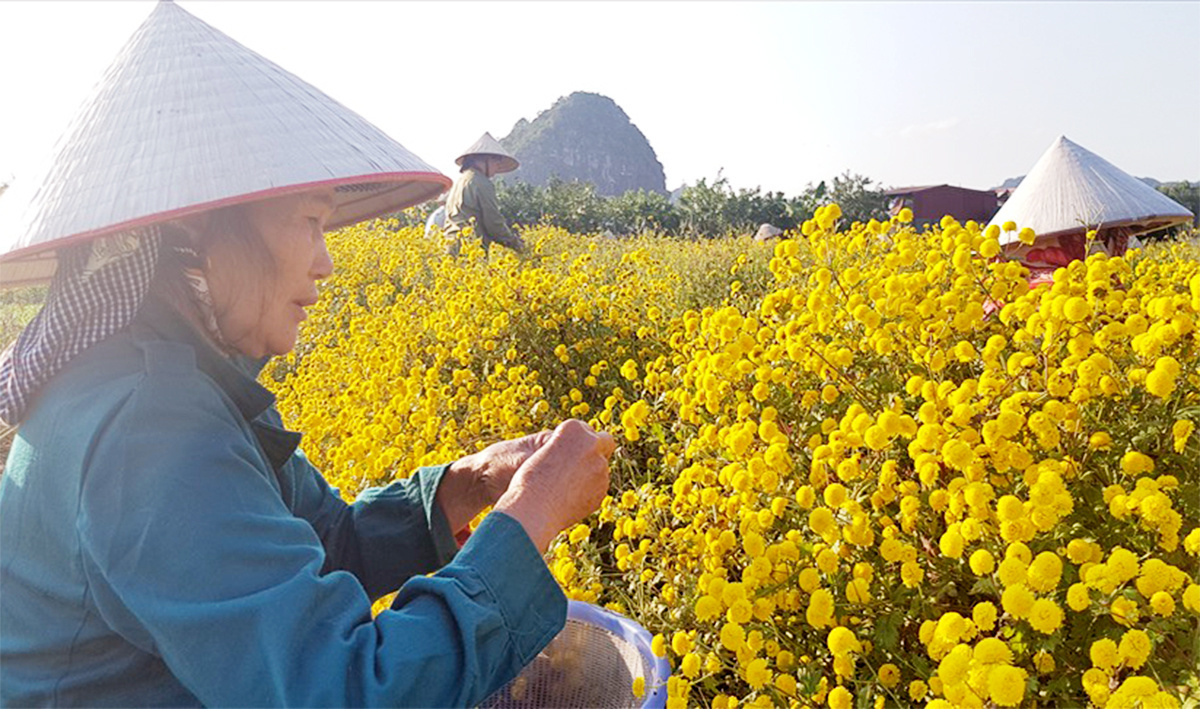 Nông nghiệp hữu cơ gắn với du lịch sinh thái là hướng đi hiệu quả tại nhiều địa phương.