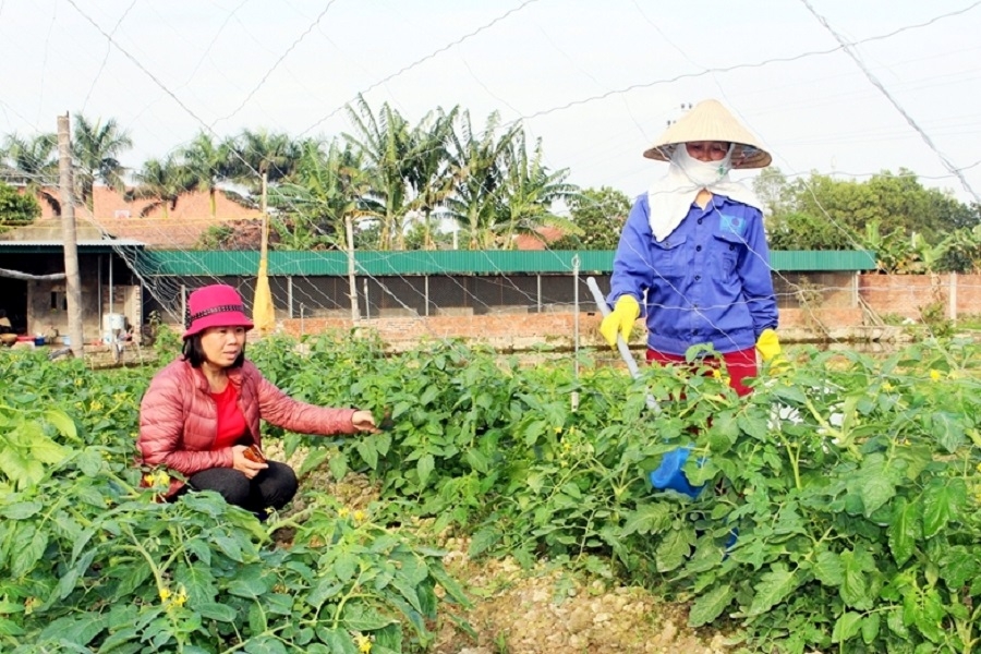 Thành viên HTX Hoa Phong chăm sóc rau bằng phân bón hữu cơ.