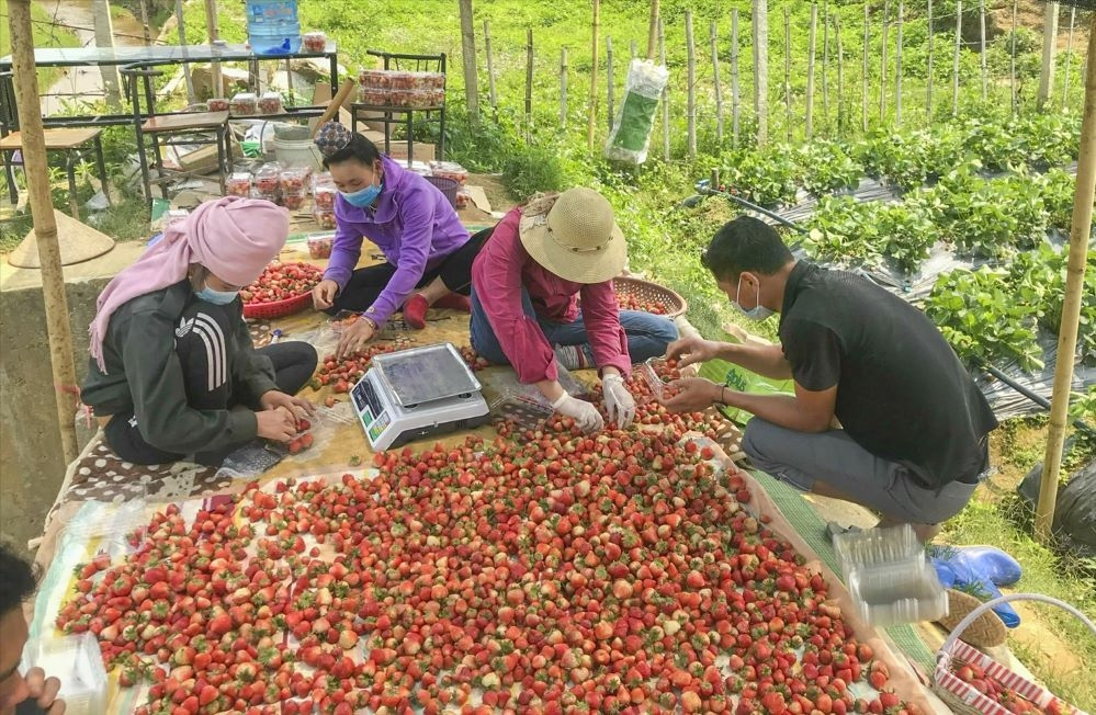 Các HTX nông nghiệp đã phát huy được vai trò tập hợp, vận động, thay đổi cách nghĩ cho bà con nông dân (Ảnh: TL)