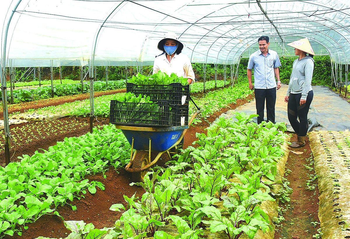 Cần có tư duy thị trường vì HTX là tổ chức kinh doanh gắn với thị trường.