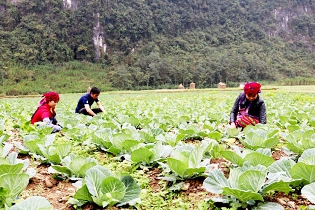 Phát triển KTTT, HTX khu vực Tây Bắc là động lực cơ bản góp phần giảm nghèo nhanh, bền vững.