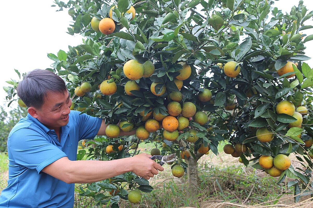 Cam đang là một trong những cây giảm nghèo hiệu quả ở Nghệ An.