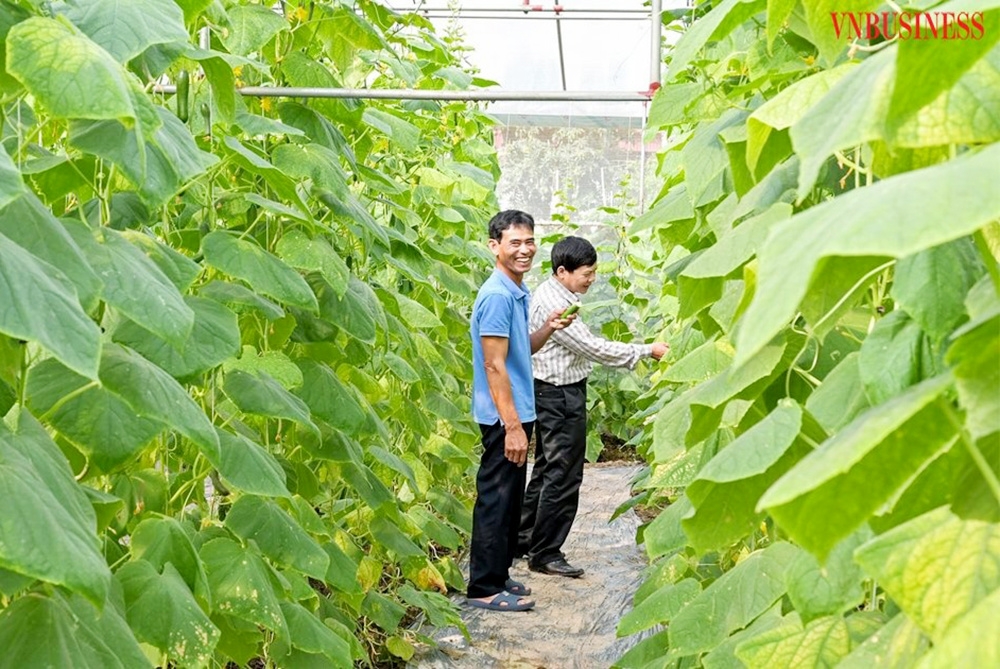 Canh tác trong nhà lưới giúp nông dân tiết kiệm chi phí sản xuất, nâng cao hiệu quả kinh tế.