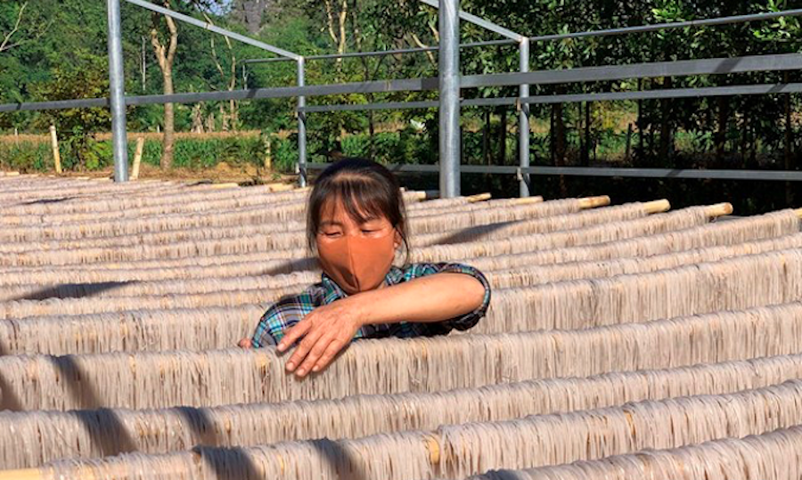 Thành viên HTX sản xuất miến dong Đồi Ao (Cẩm Bình, Cẩm Thủy) tất bật sản xuất miến dong phục vụ thị trường Tết Nguyên đán.
