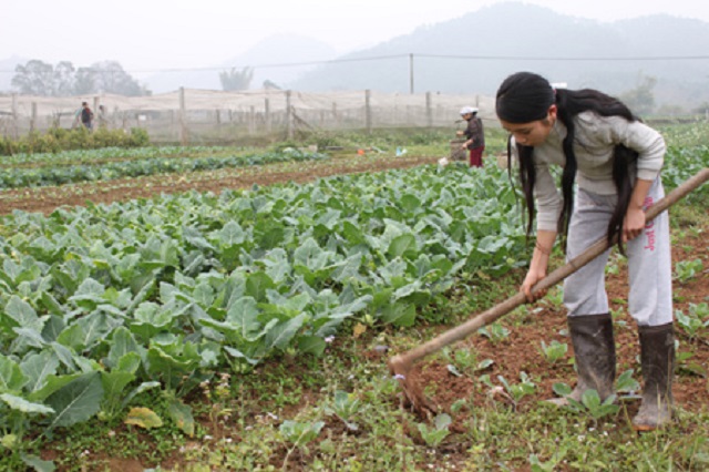 Nhờ phát triển kinh tế HTX, nhiều hộ nông dân không chỉ thoát nghèo mà còn vươn lên làm giàu.