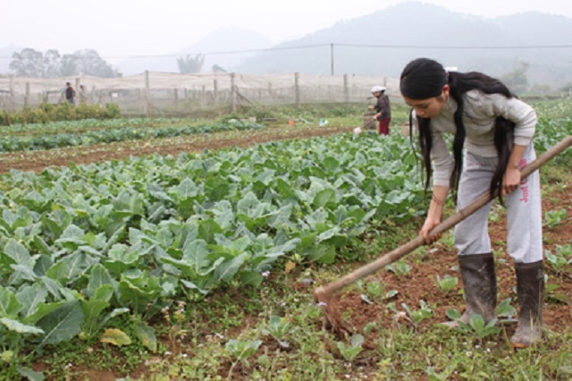 Nhờ phát triển kinh tế HTX, nhiều hộ nông dân không chỉ thoát nghèo mà còn vươn lên làm giàu.