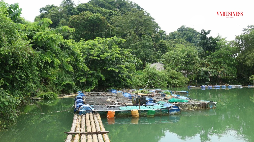 Mô hình nuôi cá lồng bè đang trở thành mũi nhọn giảm nghèo tại nhiều địa phương.
