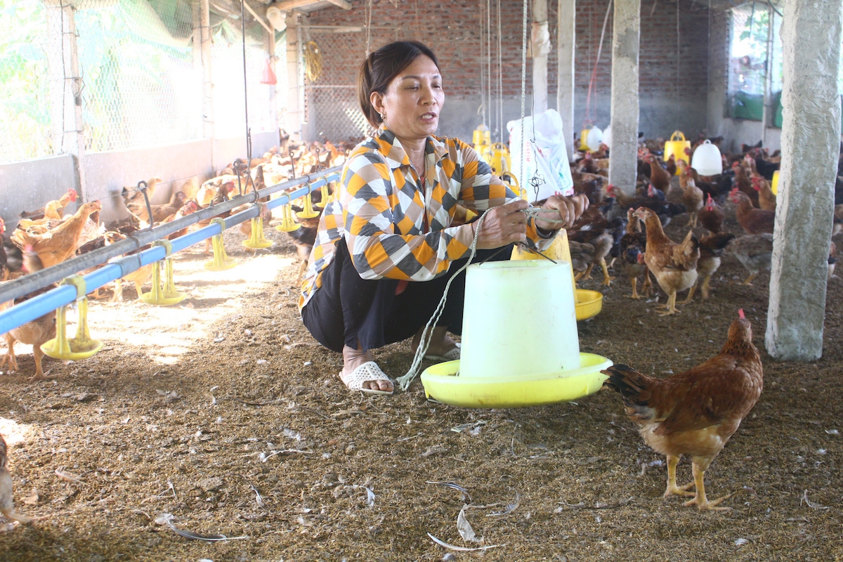 Người chăn nuôi gia cầm đang thua lỗ vì giá bán thấp hơn giá thành.