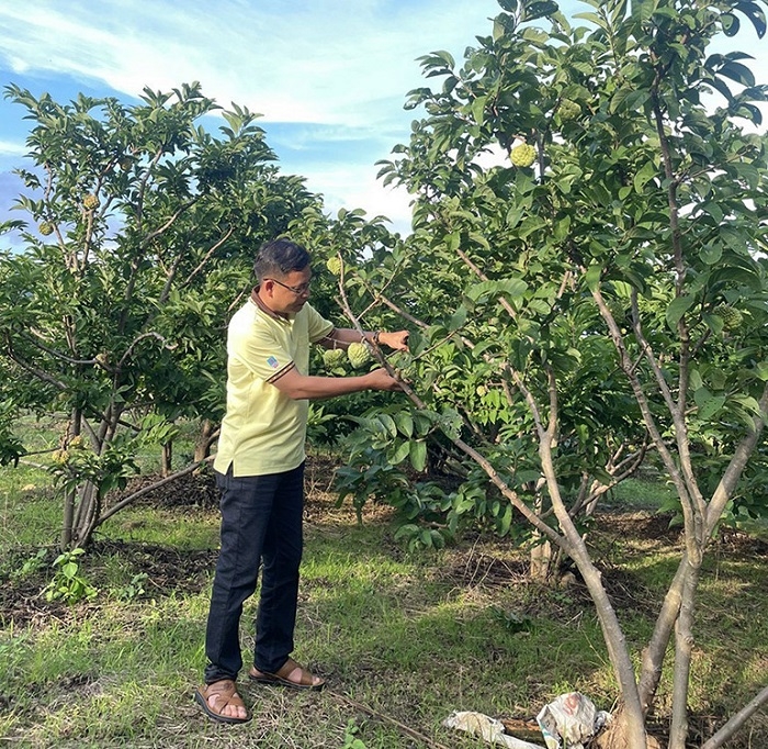 Vườn cây ăn trái của HTX Nông nghiệp công nghệ cao Dũng Lỗ Chài đạt vườn mẫu nông thôn mới.