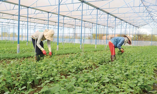 UBND xã Hòa Kiến khuyến khích HTX Hòa Kiến 1 triển khai mô hình rau sạch theo tiêu chuẩn VietGAP.