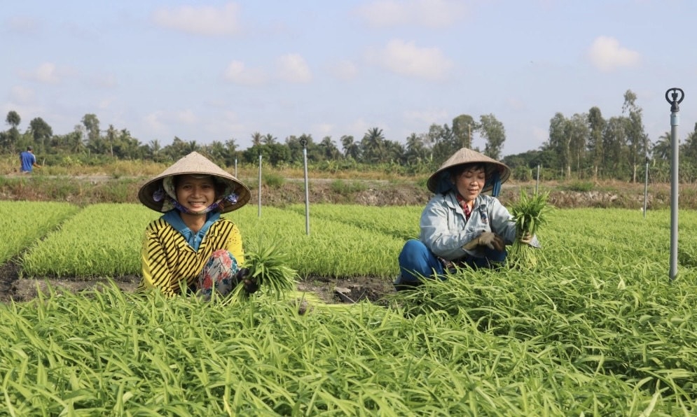 Các thành viên HTX rau an toàn Hòa Phát đang thu hoạch. (Ảnh: Int)