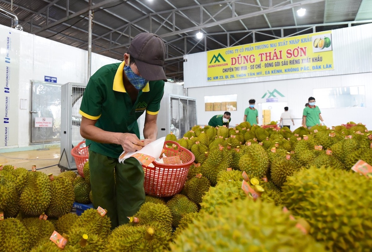 Xuất khẩu sầu riêng sang thị trường Trung Quốc đang đối mặt với một số thách thức để phát triển bền vững.