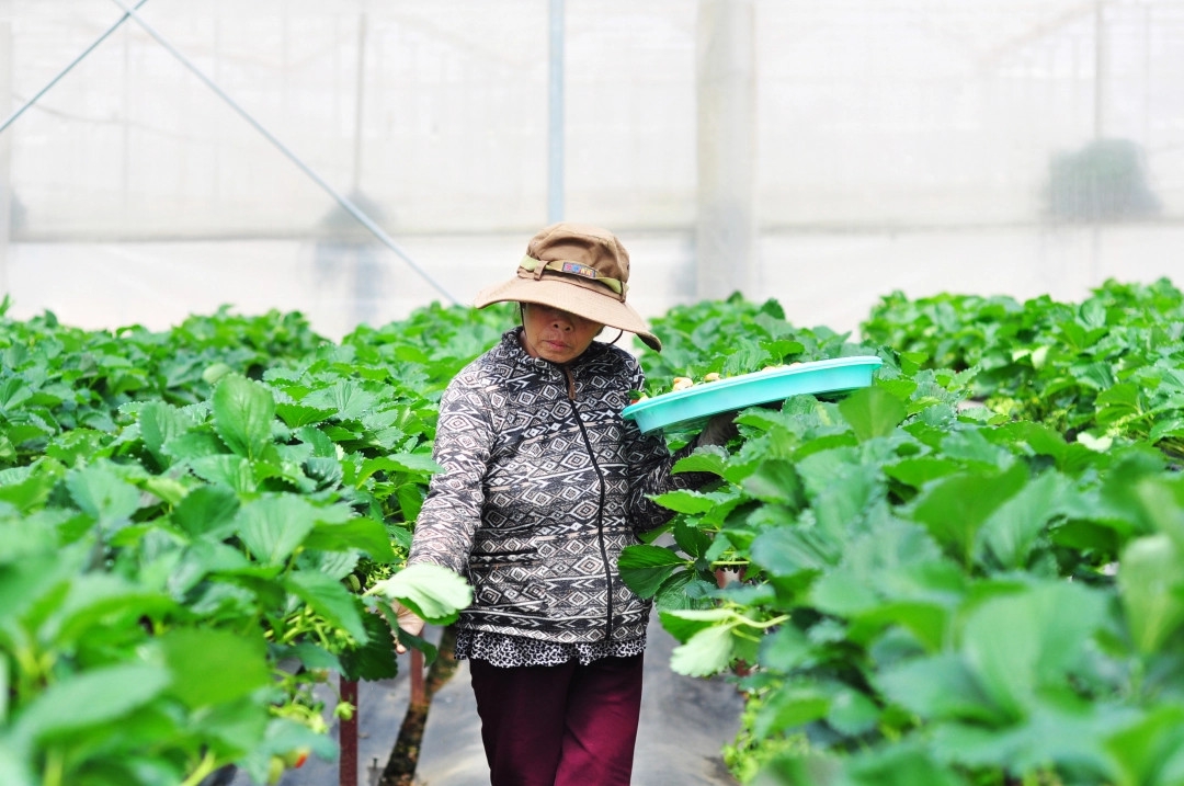 Để HTX chuyển đổi số hiệu quả cần có lộ trình cụ thể cho từng giai đoạn.