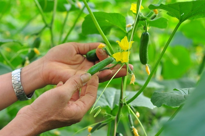 Quy định về phân phối lợi nhuận không rõ ràng sẽ làm cho HTX không thu hút được thành viên góp vốn.