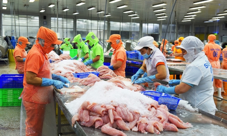 Tìm giải pháp đưa ngành cá tra lên 'nấc thang' mới