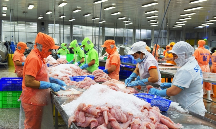 Tìm giải pháp đưa ngành cá tra lên nấc thang mới