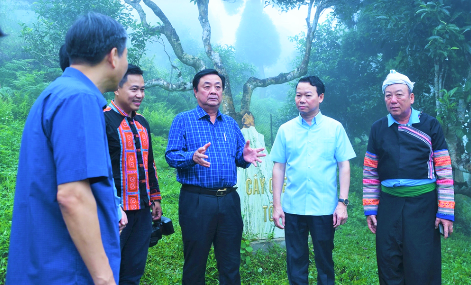 Bộ trưởng Lê Minh Hoan (giữa) cùng lãnh đạo tỉnh Yên Bái thăm vườn chè cổ thụ Suối Giàng (Yên Bái).