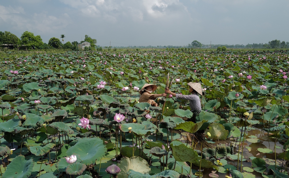 Khi sen bắt đầu lên nụ là có thể khai thác phần thân để mang về kéo tơ, hoa thì ướp chè hoặc lá bán làm thuốc, người trồng sen tận dụng tối đa để không bỏ đi phần nào mà vẫn mang lại giá trị kinh tế, nghệ nhân Phan Thị Thuận (xã Phùng Xá, huyện Mỹ Đức, TP.Hà Nội) nói.